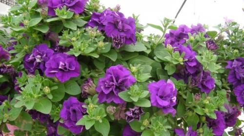 Какие сорта петунии лучше сажать. Петуния каскадная: описание, виды и выращивание