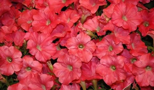 Описание сорта петунии Опера. Виды 02