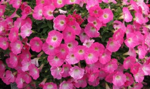 Описание сорта петунии Опера. Виды 09