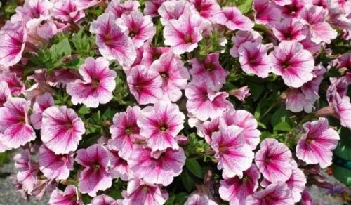 Описание сорта петунии Опера. Виды 06