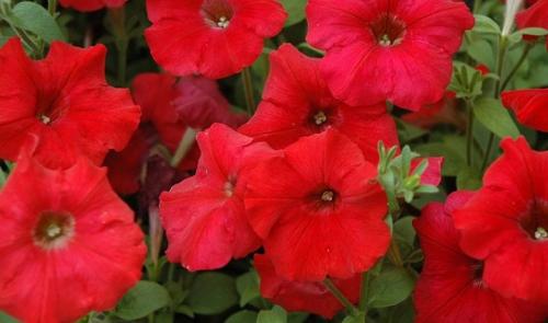 Описание сорта петунии Опера. Виды 03