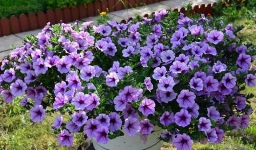 Описание сорта петунии Опера. Виды 08