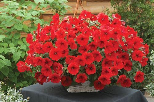 Петуния Опера виды. Описание петуний Опера