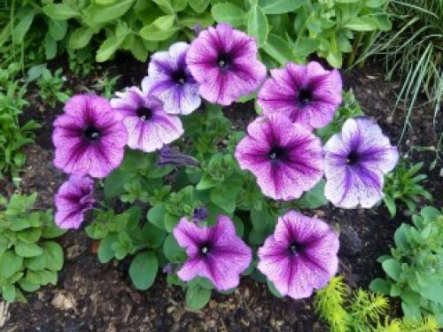 Виды петуний. Необъятное разнообразие петуний