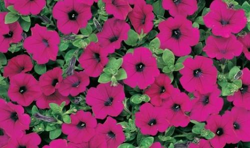 Описание сорта петунии Опера. Виды 05