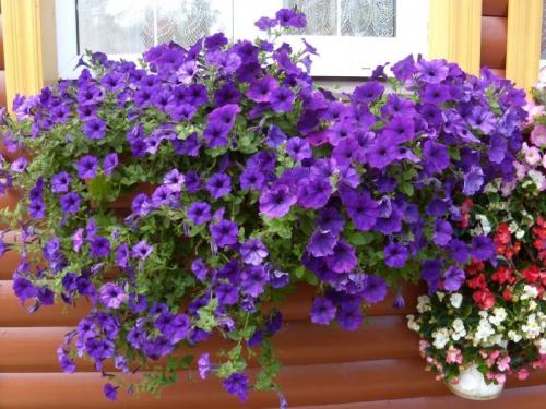 Петуния Опера пинк морн. Преимущества и недостатки разновидностей