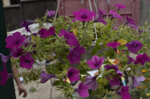 Виды и сорта петунии. Классификация петуний по размеру цветка 06