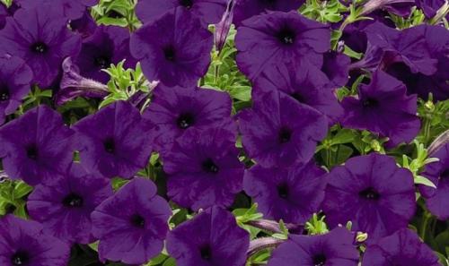 Описание сорта петунии Опера. Виды 04