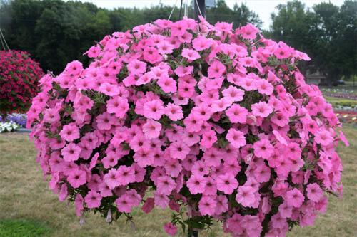 Необычные сорта петунии. По другим характеристикам