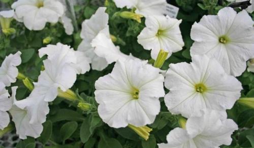 Описание сорта петунии Опера. Виды 01