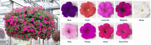 Виды и сорта петунии. Классификация петуний по размеру цветка 07