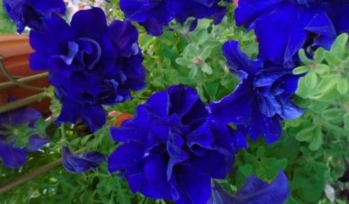 Описание сорта петунии Опера. Виды 07