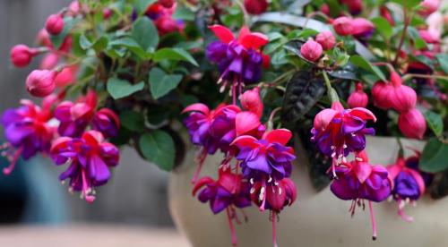 Лучшие ампельные растения в контейнерах. ТОП-10 цветов для контейнеров, или что посадить в горшки, чтобы красиво было все лето 04