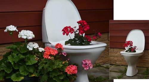 Лучшие ампельные растения в контейнерах. ТОП-10 цветов для контейнеров, или что посадить в горшки, чтобы красиво было все лето 02