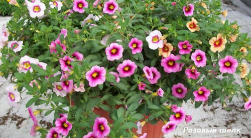 Лучшие ампельные растения в контейнерах. ТОП-10 цветов для контейнеров, или что посадить в горшки, чтобы красиво было все лето 01