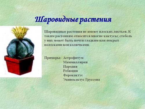 Розеточные растения примеры. Розеточные растения 01 Розеточные растения примеры. Розеточные растения 01