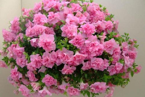 Ампельные растения для сада. Ампельные цветы: фото, названия и описания (каталог)