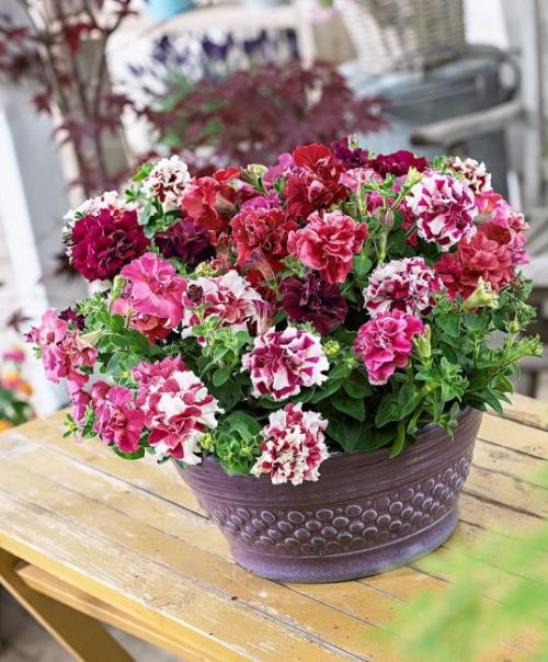 Петуния виды. Виды и сорта