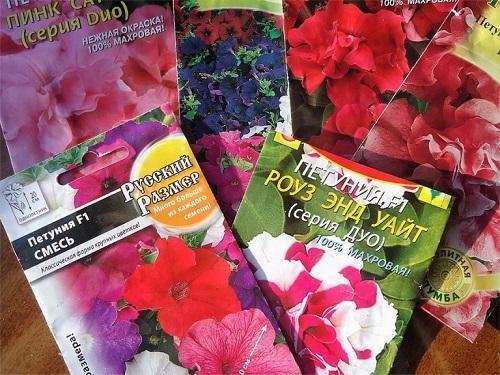 Рейтинг семян петунии. Какие семена петунии лучше покупать для выращивания рассады?