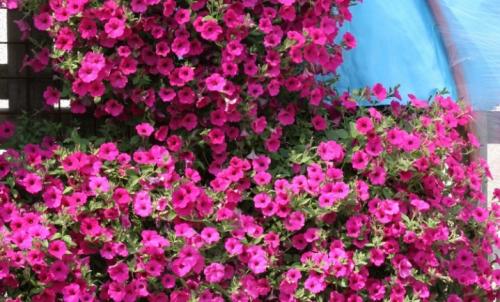 Лучшие сорта петунии для вашего цветника. Какие бывают? 13