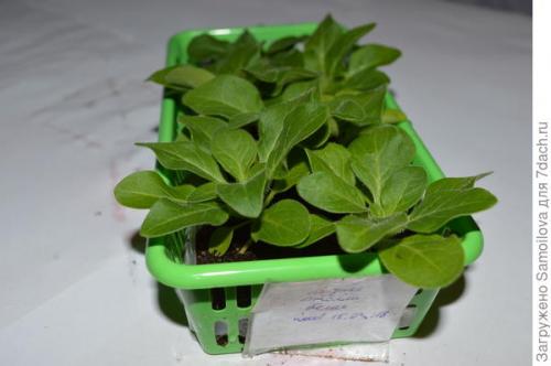 Петуния Джолли форум. Петуния Джолли белая F1. IV этап. Развитие растений и уход за ними