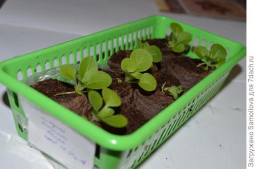 Петуния Джолли форум. Петуния Джолли белая F1. IV этап. Развитие растений и уход за ними