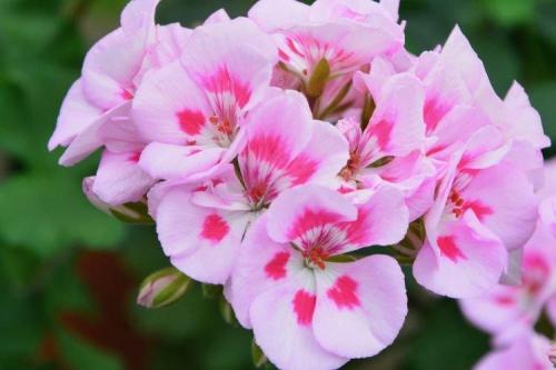 Розеточные комнатные растения. Комнатные растения: фото и названия (каталог)