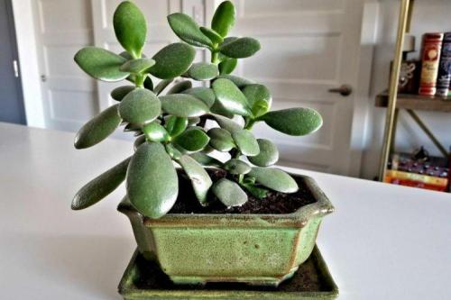 Розеточные комнатные растения. Комнатные растения: фото и названия (каталог)