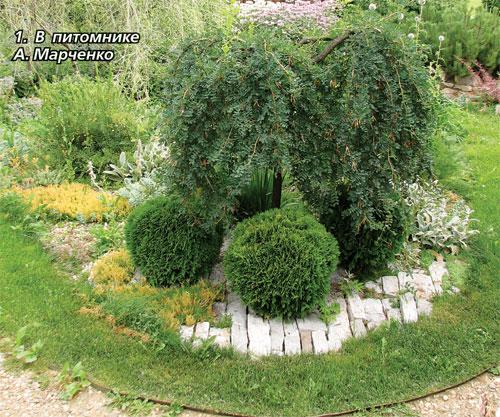 Кустистые растения. Лапчатка кустарниковая 16 Кустистые растения. Лапчатка кустарниковая 16