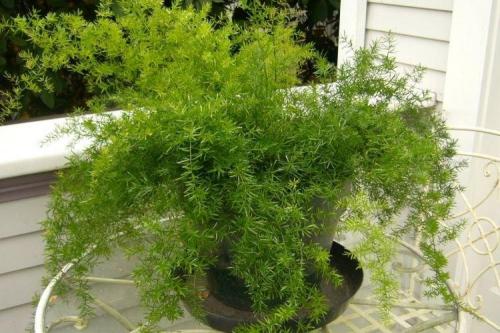 Розеточные комнатные растения. Комнатные растения: фото и названия (каталог)