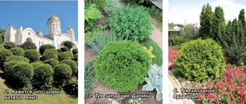 Кустистые растения. Лапчатка кустарниковая 17 Кустистые растения. Лапчатка кустарниковая 17