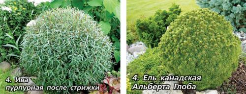 Кустистые растения. Лапчатка кустарниковая 18 Кустистые растения. Лапчатка кустарниковая 18