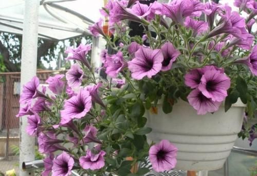 Разновидности и сорта петуний. Разновидности петуний: группы растений 20 Разновидности и сорта петуний. Разновидности петуний: группы растений 20