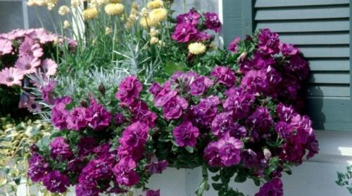 Петуния каскадная лучшие сорта. Все о каскадных махровых петуниях