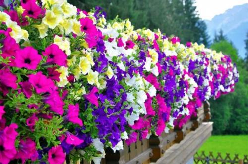 Разновидности и сорта петуний. Разновидности петуний: группы растений 21 Разновидности и сорта петуний. Разновидности петуний: группы растений 21