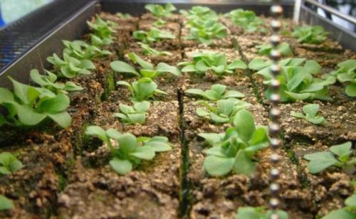 Суперкаскадная петуния лучшие сорта с описанием.. Петуния каскадная: описание, виды и выращивание 17 Суперкаскадная петуния лучшие сорта с описанием.. Петуния каскадная: описание, виды и выращивание 17