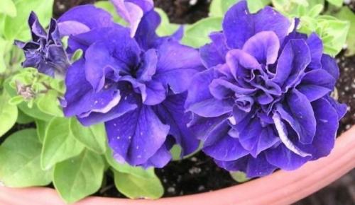 Суперкаскадная петуния лучшие сорта с описанием.. Петуния каскадная: описание, виды и выращивание 20 Суперкаскадная петуния лучшие сорта с описанием.. Петуния каскадная: описание, виды и выращивание 20