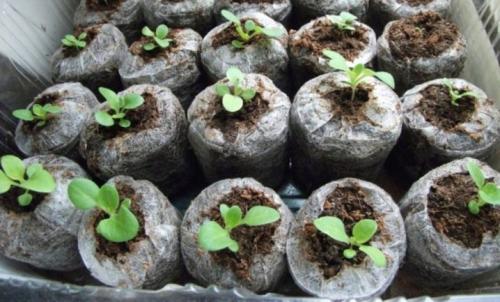 Суперкаскадная петуния лучшие сорта с описанием.. Петуния каскадная: описание, виды и выращивание 19 Суперкаскадная петуния лучшие сорта с описанием.. Петуния каскадная: описание, виды и выращивание 19