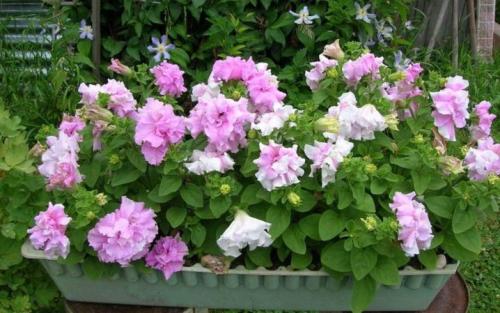 Суперкаскадная петуния лучшие сорта с описанием.. Петуния каскадная: описание, виды и выращивание 22 Суперкаскадная петуния лучшие сорта с описанием.. Петуния каскадная: описание, виды и выращивание 22