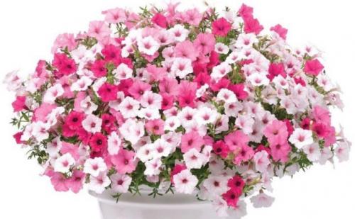 Суперкаскадная петуния лучшие сорта с описанием.. Петуния каскадная: описание, виды и выращивание 26 Суперкаскадная петуния лучшие сорта с описанием.. Петуния каскадная: описание, виды и выращивание 26