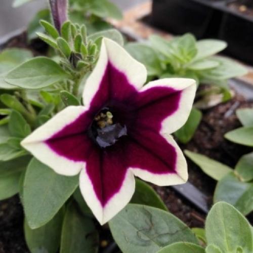 Разновидности и сорта петуний. Разновидности петуний: группы растений 09 Разновидности и сорта петуний. Разновидности петуний: группы растений 09