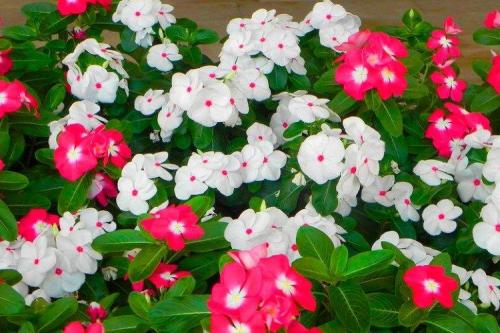 Катарантус кустовой. Катарантус (60 фото): виды, посадка, уход и выращивание