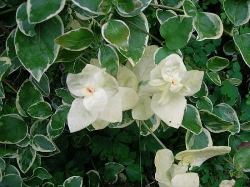 Барвинок, как ампельное растение в кашпо. Барвинок - фото, посадка и уход в открытом грунте, описание, размножение 04