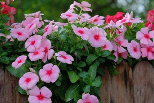 Катарантус кустовой. Катарантус (60 фото): виды, посадка, уход и выращивание