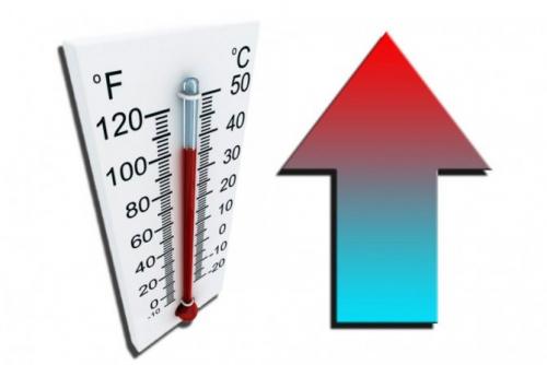 Катарантус ампельный титан. Особенности выращивания в помещении