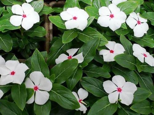 Барвинок, как ампельное растение в кашпо. Барвинок - фото, посадка и уход в открытом грунте, описание, размножение 28