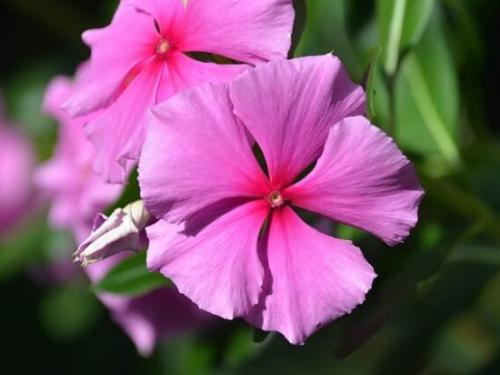 Барвинок, как ампельное растение в кашпо. Барвинок - фото, посадка и уход в открытом грунте, описание, размножение 03