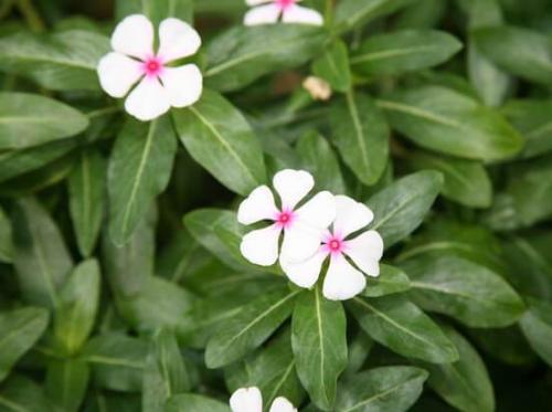 Барвинок, как ампельное растение в кашпо. Барвинок - фото, посадка и уход в открытом грунте, описание, размножение 24