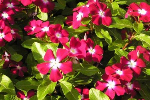 Катарантус кустовой. Катарантус (60 фото): виды, посадка, уход и выращивание