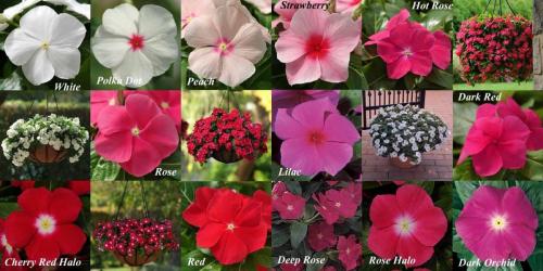 Катарантус ампельный медитерранеан. Общие сведения